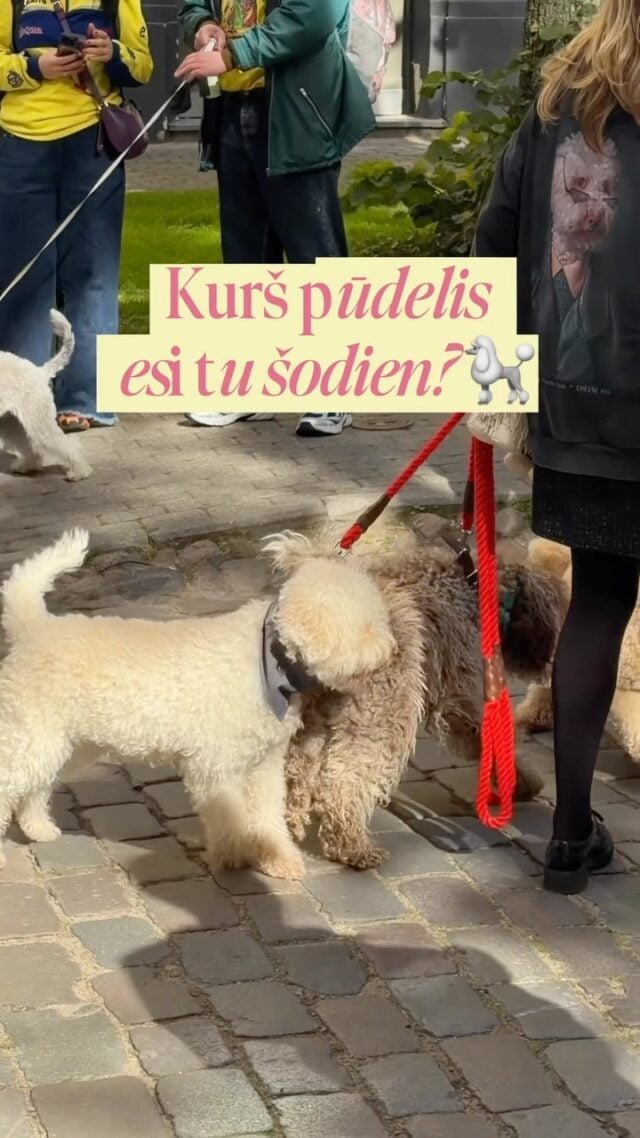 Kurā noskaņojumā šodien esi tu? 🐩 #zooveikals #zoopreces #suņubarība
